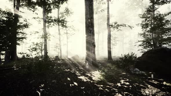 Sunlight in the Green Forest in Fog at Spring Time