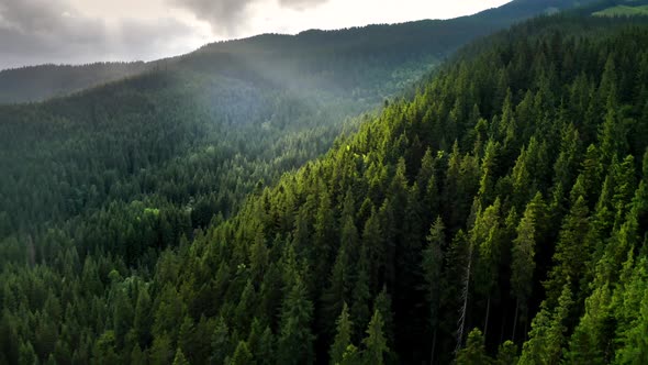 Sun Rays Make Their Way Through the Clouds to the Tree Tops