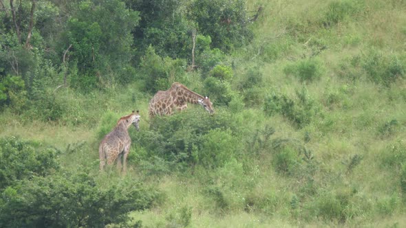 Two giraffe eating from a tree