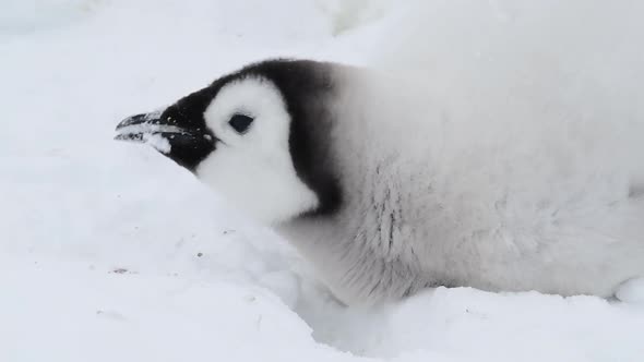 Emperor Penguins Chicks on the Ice in Antarctica