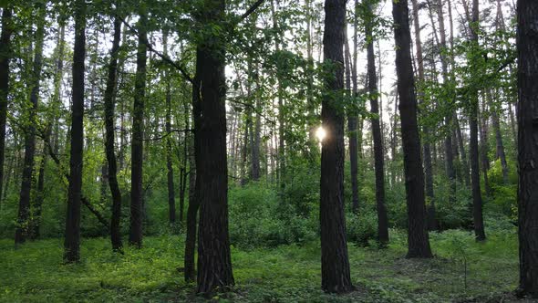 Summer Forest with Pine Trees Slow Motion