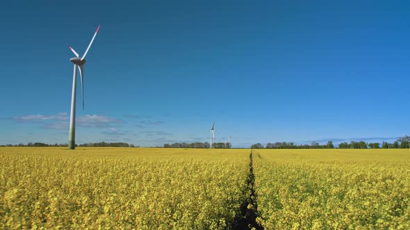 Bright yellow blossom rapeseed field