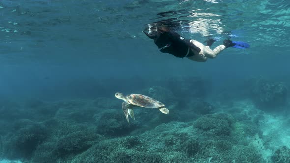 Female marine researcher observes a small Green Sea Turtle as it calmly swims through the ocean. Und