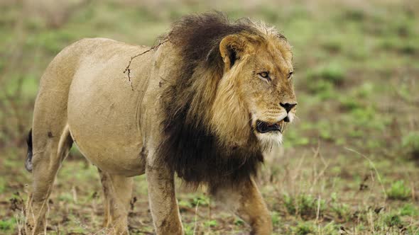 Male Lion Walking On Wilderness In Central Kalahari Game Reserve, Botswana. Tracking Shot