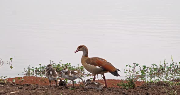 Egyptian Goose, alopochen aegyptiacus, Adult and Goslings, real Time 4K