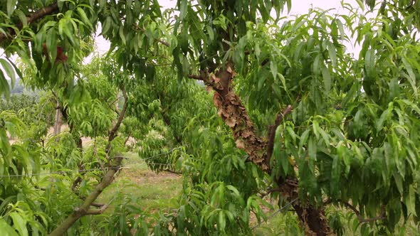 Cherry Plant Trees Agriculture