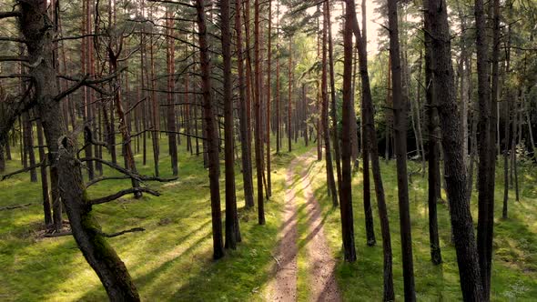 AERIAL: Slowly Flying Backwards in the Forest Through the Trees and Branches