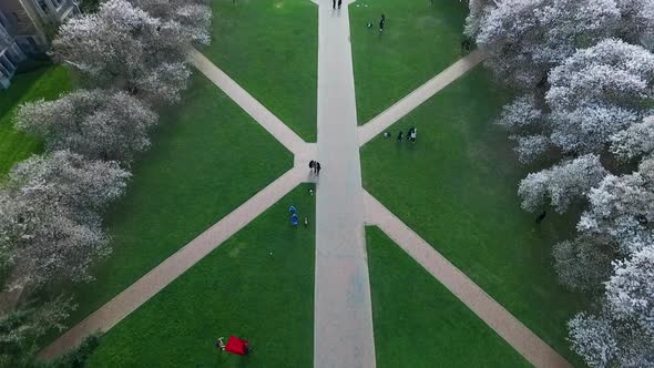 Top down aerial shot of the Quad with cherry trees in full bloom at the University of Washington, ci