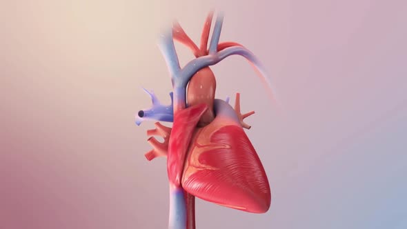 Heart failure means that the heart is unable to pump blood around the body properly.