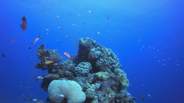 Marine Underwater Tropical Fish Garden