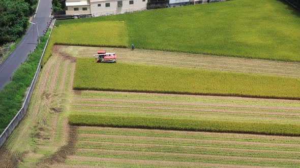 Aerial drone footage Cultivated rice paddy field, farmer harvesting the crops with multifunctional p