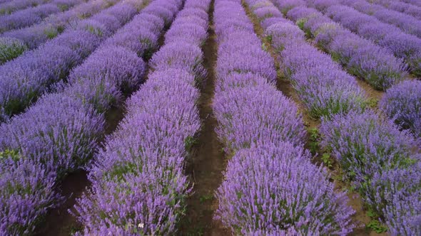 Lavender Fields at the Summer Day Natural Color