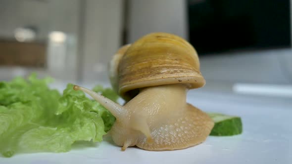 One Big Achatina Snail is Eating the Slice of the Cucumber and Green Lettuce or Salad on White Table