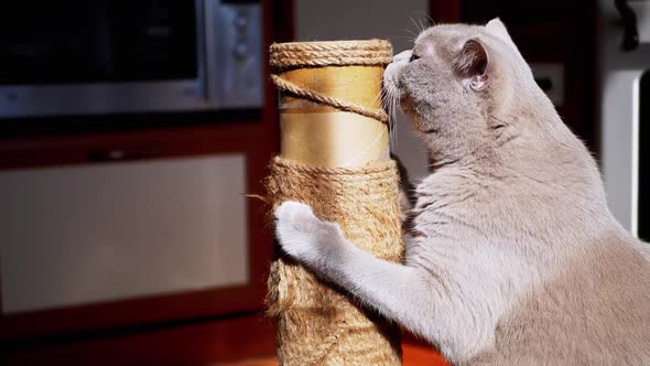 Gray Fluffy Cat Sharpens Claws on a Scratching Post in the Rays of Sunlight