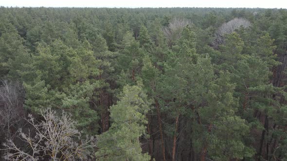 Forest Landscape Aerial View Slow Motion