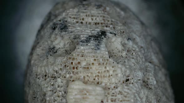 Close up of a coral with details