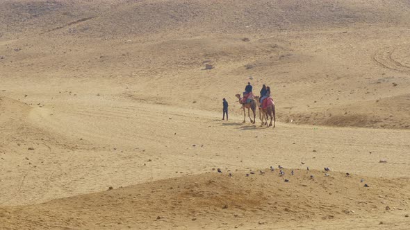 Guide Rides Tired Tourists on Camels Through Desert