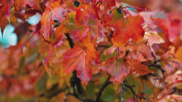 Red maple leaves sway in the wind in the park