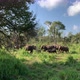 Elephants in Sri Lanka - VideoHive Item for Sale