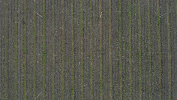 Aerial top down view of a tilled hops field on a slovenian farm on an early autumn morning