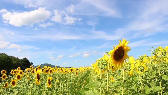 A field of vibrant yellow sunflowers under blue skies with bees flying around.