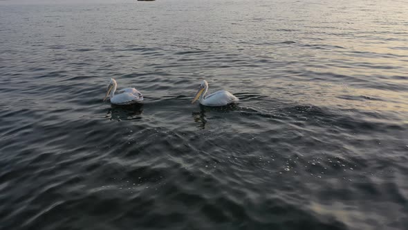 Pelicans are Resting onLake