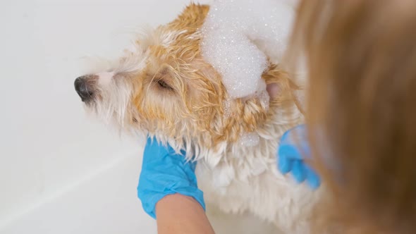 A veterinarian in blue gloves washes a dog with shampoo in a tub of water. grooming procedure