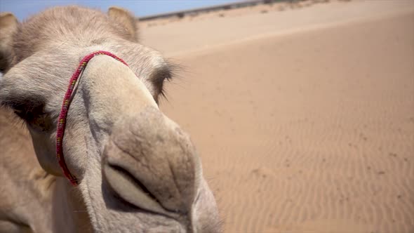 Close Slomo of African Camel in Namibian Desert Turning and Looking into Camera during Hot Weather