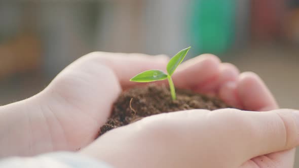 Small Green Plant Growing From Soil in a Child Hands.