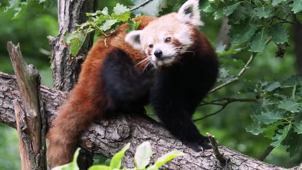 Red panda on the tree. Cute panda bear in forest habitat. Ailurus fulgens