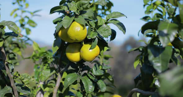 Bergamot Fruit in Calabria Region, Italy