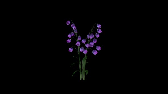 Growing Pink Belly Flower alt