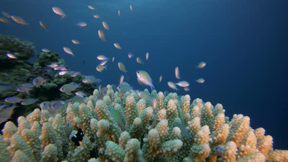 Underwater Scene and Blue-Green Fish