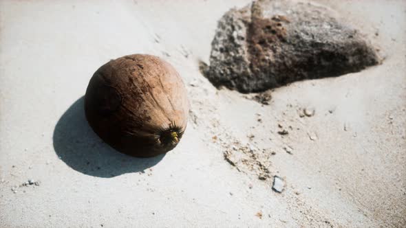 Brown Coconut on the Beach Sand