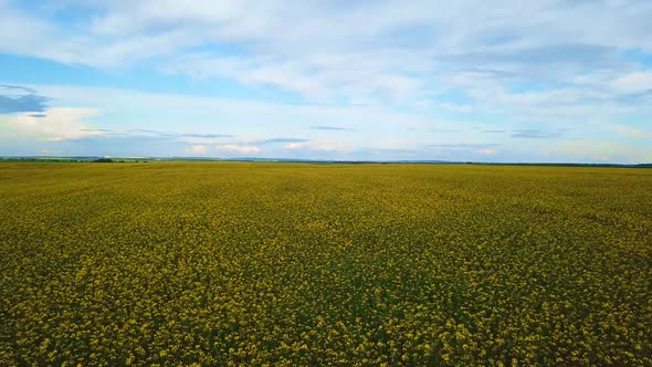 Field of Yellow Blooming Rape Seen From Aerial View