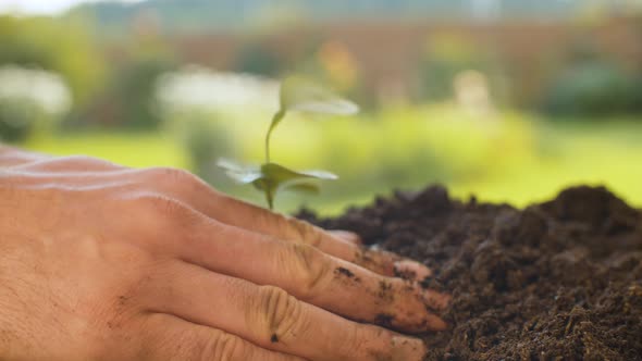 Male Hands Planting a Baby Tree