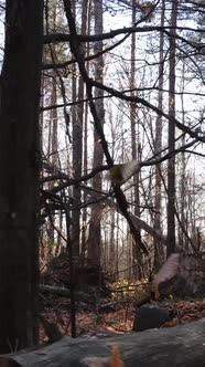 Vertical Video of Trees in the Forest Slow Motion