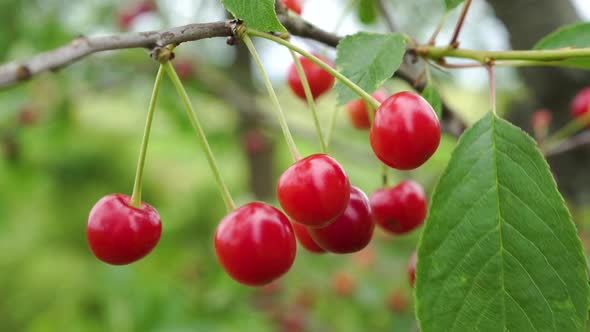 Branch of Ripe Cherries on a Tree in the Garden. Organic Agricultural Industry. 