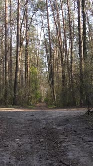 Vertical Video of a Road in the Forest Slow Motion