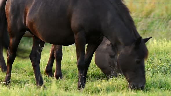 Horses