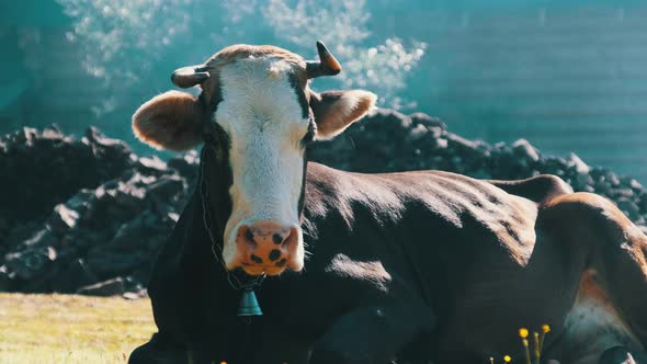 Cow Lies on the Lawn and Looks Into the Camera and Exhales Steam From Nostrils