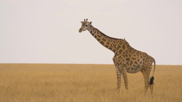 Masai giraffe on dry grassland