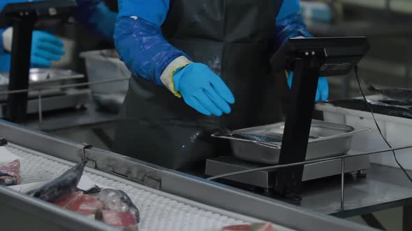 The Controller Checks the Quality of Canned Fish and Distributes It on a Conveyor Belt for Further