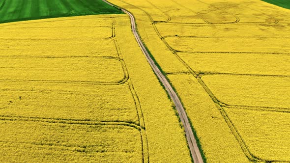 Blooming yellow rape field and country road in Poland.