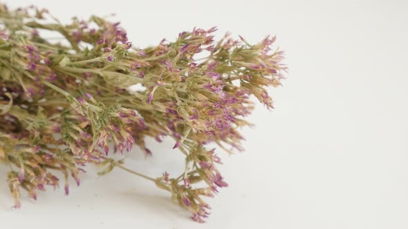 Panning over dried flowers of Centaurium erythraea shallow DOF 4K 2160p 30fps UltraHD footage - Comm