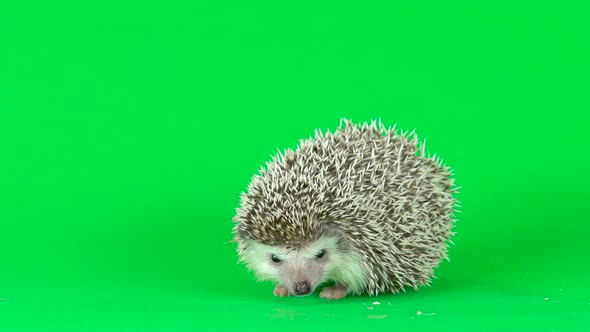 Curious Hedgehog Is Walking and Sniffing on a Green Background at Studio. Slow Motion.