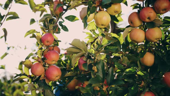 Apple Harvesting