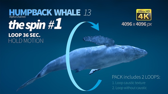 Humpback Whale 13 alt