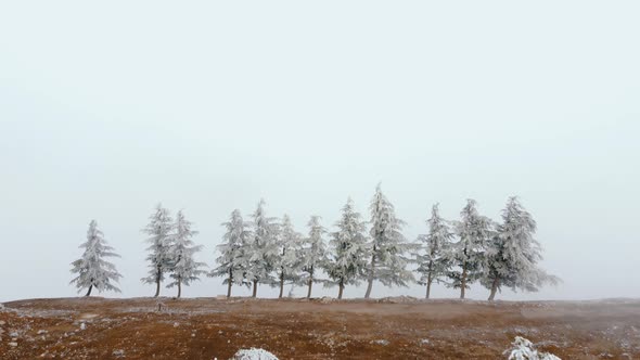 Frozen Trees In Mist Aerial