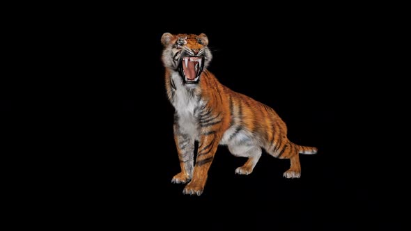 Tiger Roar ( alpha )
